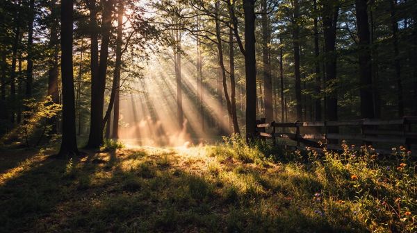 Découvrez des options durables avec photo écologie